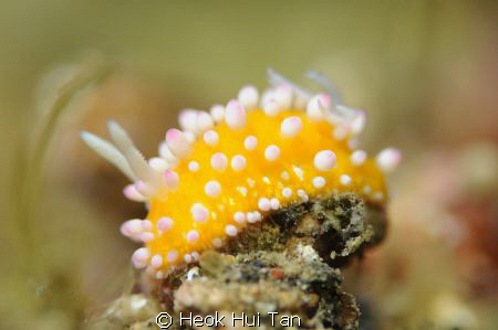 "Spongecake" nudibranch, photographed at Lembeh Straits, ... by Heok Hui Tan 