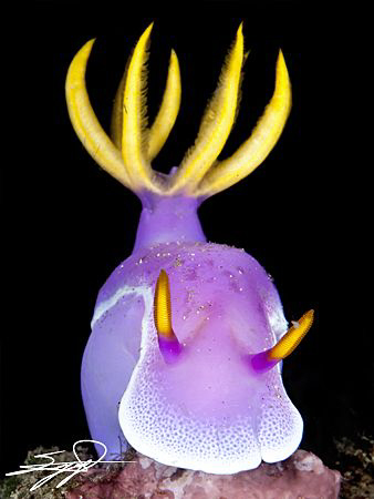 Nudibranch "Hypselodoris bullockii" by Nicholas Samaras 