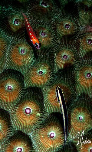 "Faceoff" This Cleaning Goby and this baby Cardinal fish ... by Steven Anderson 