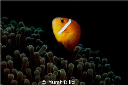Bandos Reef
Male by Murat Dilici 