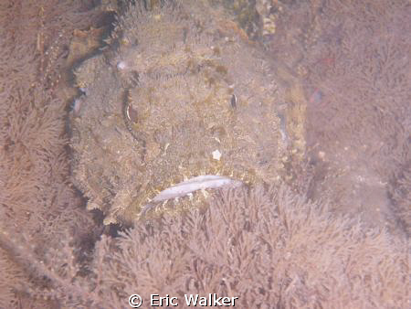 Scorpion fish, took this photo at the Blue Heron Bridge i... by Eric Walker 