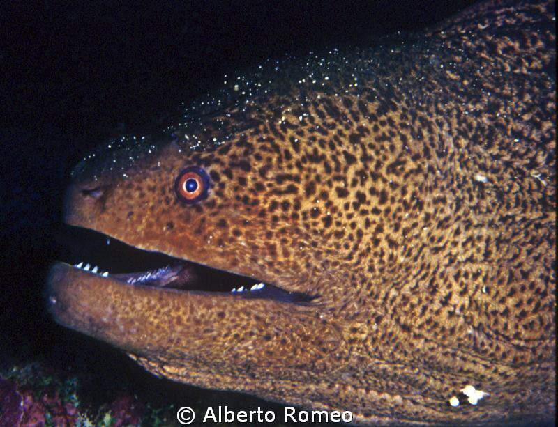 Portrait of a Giant Moray eel  Lycodontis javanicus by Alberto Romeo 
