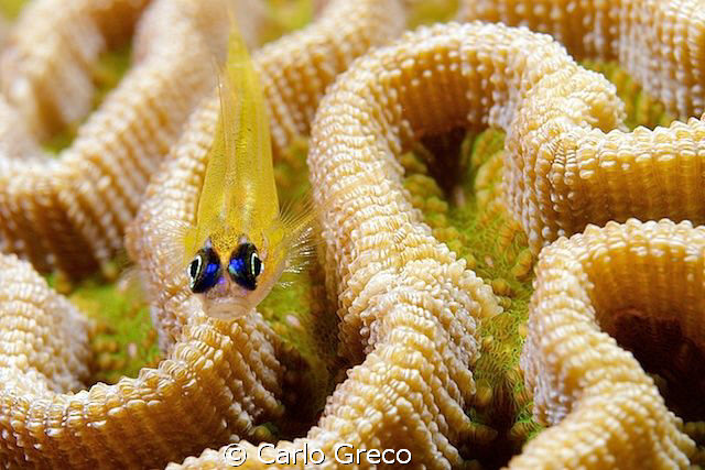 Blue-eyed goby on brain coral by Carlo Greco 