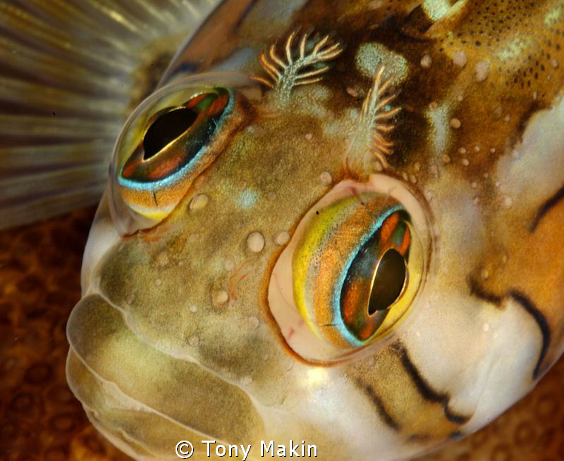 Rainbow eyes by Tony Makin 