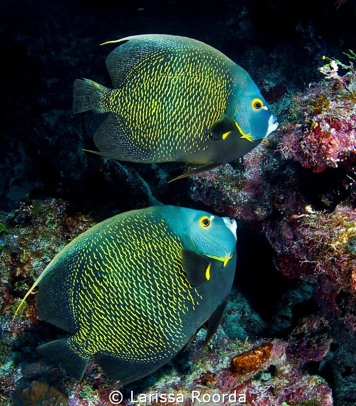 Two French Angelfish by Larissa Roorda 