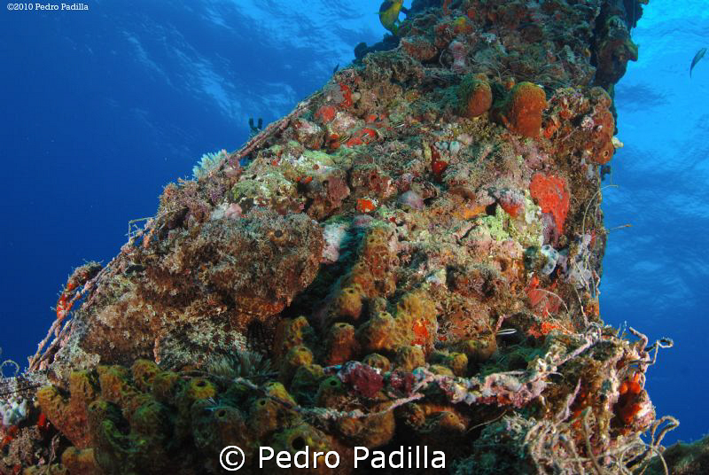 Scorpionfish, the king of the camouflage. 
Nikon D80 wit... by Pedro Padilla 
