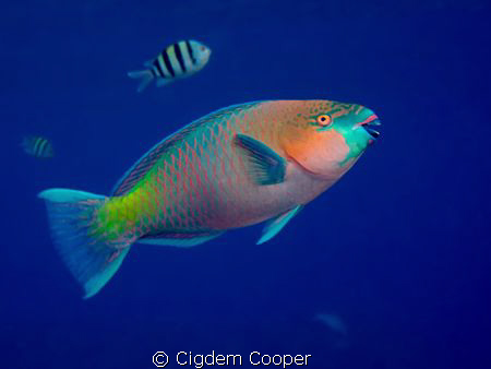 Rusty Parrotfish by Cigdem Cooper 