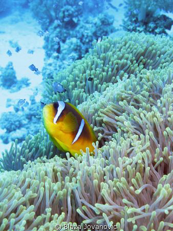 The Red Sea anemonefish; Canon 720is & Inon Z240 x 2 by Blaza Jovanovic 