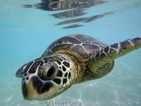 Hawaiian Green sea turtle. by Stuart Ganz 
