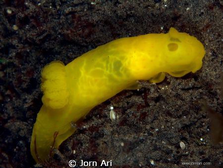 Morning Dive with a Yellow Nudibranch.
Olympus E-420 Bod... by Jorn Ari 