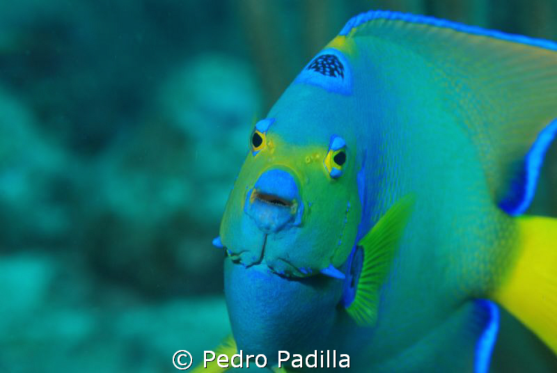 Queen Angelfish smile
Nikon D80 with 105mm lens, one str... by Pedro Padilla 