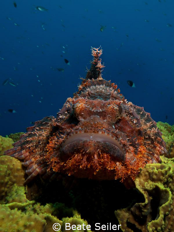 Scorpionfish , taken at El Quadim with Canon G10 by Beate Seiler 
