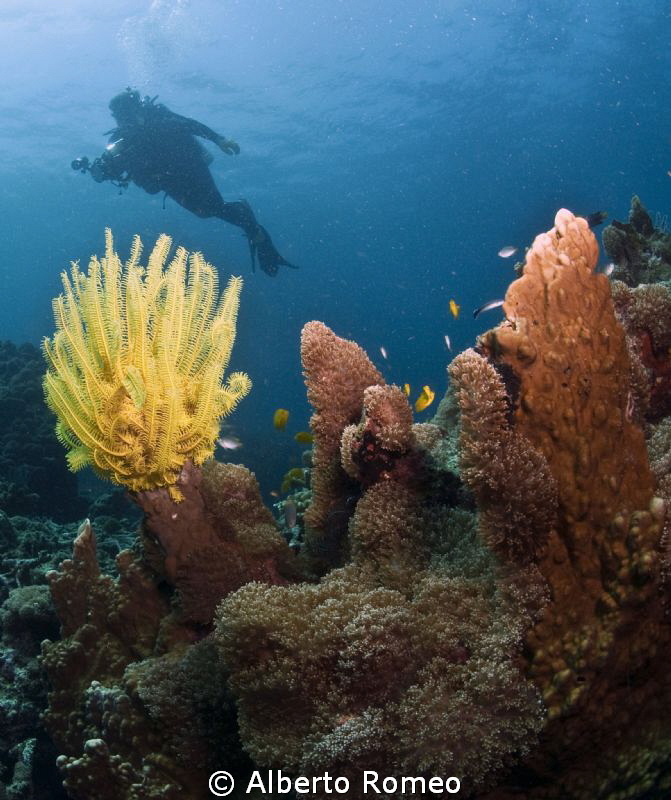 Yellow Feather Star and diver background. by Alberto Romeo 
