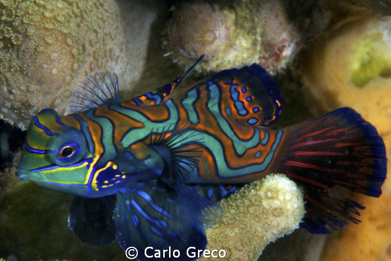 Male mandarin fish. Yap. by Carlo Greco 