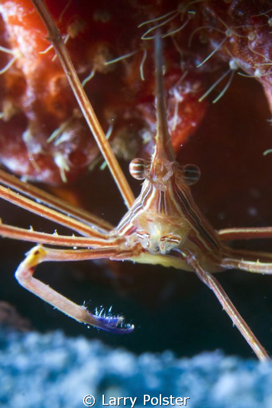 Arrow crab, D300-60mm, Subsee adapter by Larry Polster 