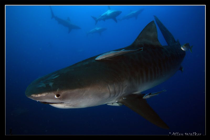 Tiger Shark...and she's a Beauty...a bit shy though by Allen Walker 