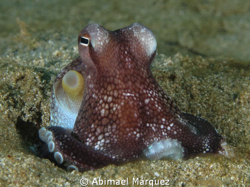 Tiny octopus by Abimael Márquez 