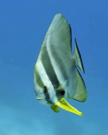 Batfish over a shallow submerged reef.  Natural light wit... by Paul Colley 