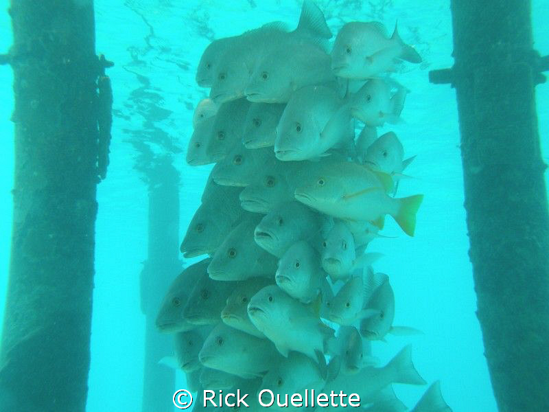 Just keep swimming,swimming,swimming. by Rick Ouellette 