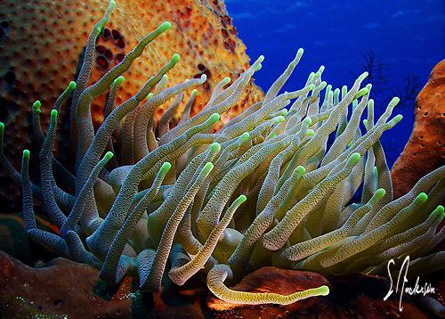 This image of a  Giant Anemone was taken last year while ... by Steven Anderson 