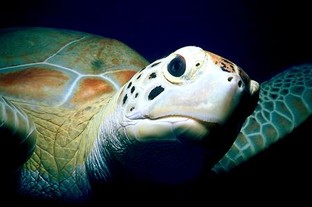 Barbados Turtle. Nikonos with closeup kit. by Kathy Damgaard 