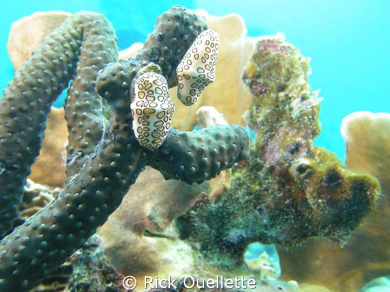 Pair of flamingo tongue nudibranchs stretching out. by Rick Ouellette 