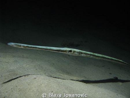 Very hydrodynamic – a cornetfish in the night; Canon 720i... by Blaza Jovanovic 