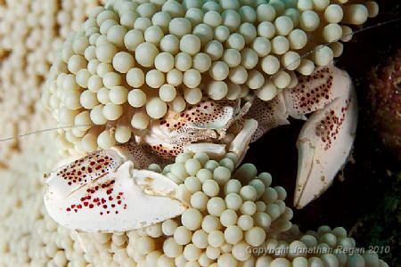 Little crab hiding under an anemone at deco on the Coolidge. by Jonathan Regan 