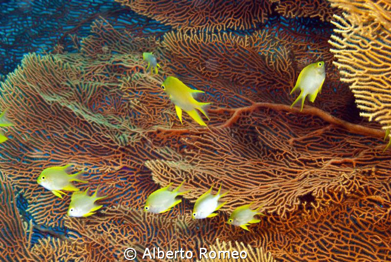 Gorgonian and damselfishes in Surin Islands by Alberto Romeo 