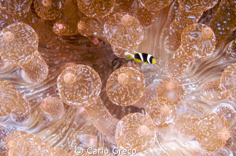 I am so tiny!  
Juvenile anemone fish in bubble anemone by Carlo Greco 