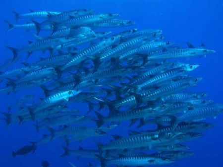 The lone trevally seems to be well adopted :)
Indonesia,... by Erika Antoniazzo 