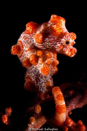 Bargibanti pygmy seahorse by Michael Gallagher 