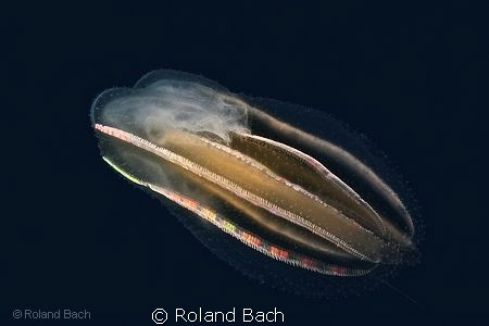 This ctenophore ( lat.  Leucothea multicornis ) show her ... by Roland Bach 