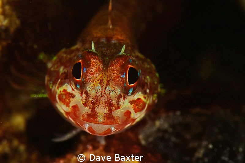 I think its a male 3 fin by Dave Baxter 