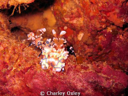 Harlequin shrimps at Richeliou Rock by Charley Oxley 