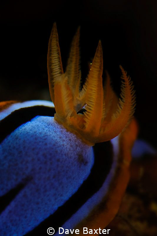 western nudi tail by Dave Baxter 