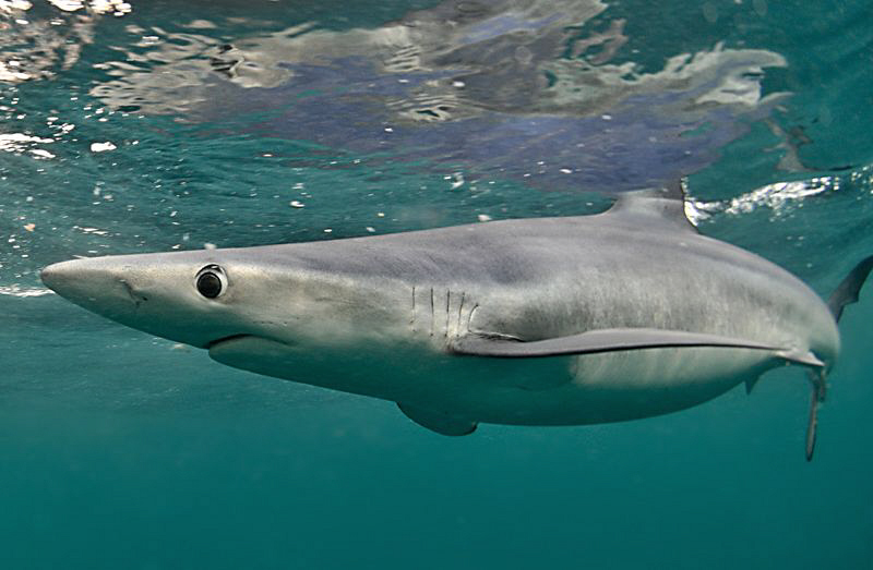 Blue shark off Cape Point by Charles Wright 