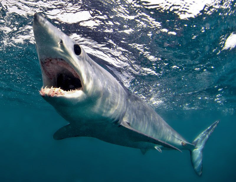 Mako shark by Charles Wright 
