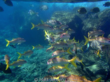 school of fish hanauma bay Hawaii by Matt Jensen 