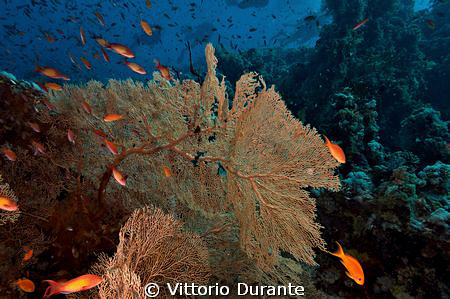 The reef and its inhabitants by Vittorio Durante 