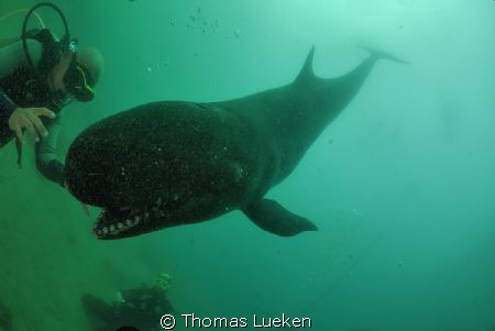 encounter with a false killerwhale by Thomas Lueken 