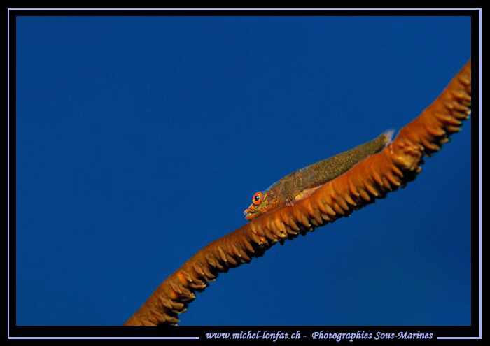 Little brown Goby on a Wip Coral... Encounter in the Red ... by Michel Lonfat 