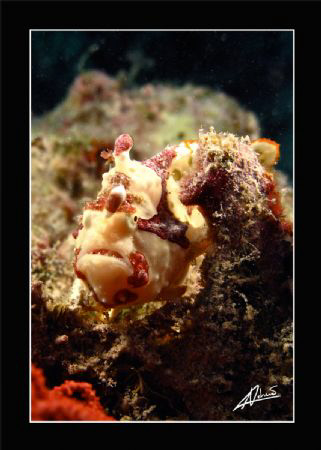 clown frogfish in Kapalai house reef - BORNEO by Adriano Trapani 