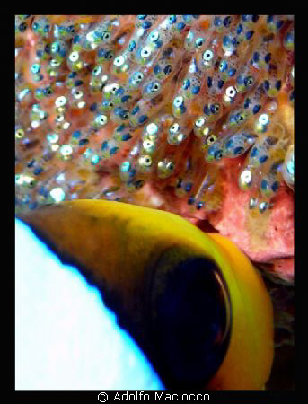 Babies Care
Clown fish oxygenating eggs.
Sharm el Sheikh by Adolfo Maciocco 