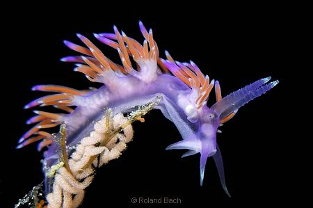 Even at night this Flabellina ( Flabellina affinis ) take... by Roland Bach 