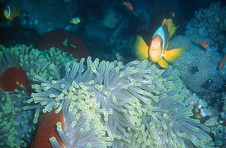 Photo was taken in the red sea (Dedalus Reef, Oktober 200... by Holger Burmester 