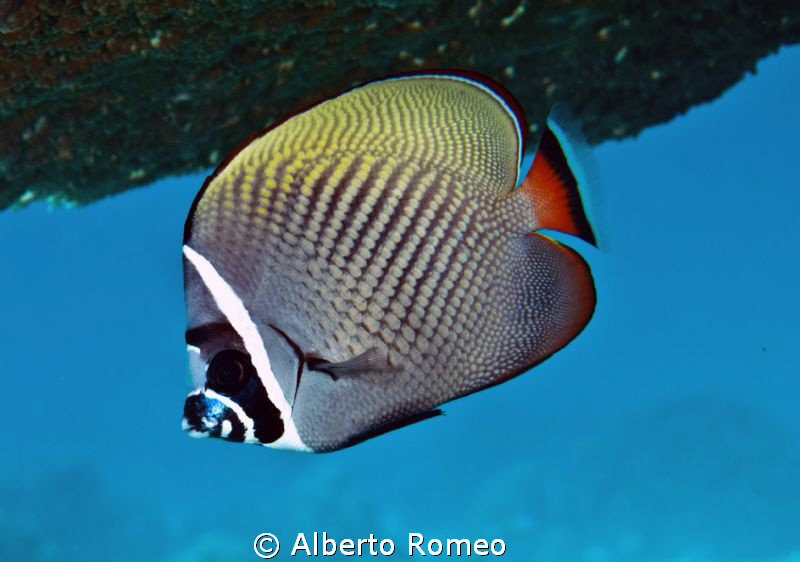 Portrait of a Red Tailed Butterflyfish ( Chaetodon collare) by Alberto Romeo 