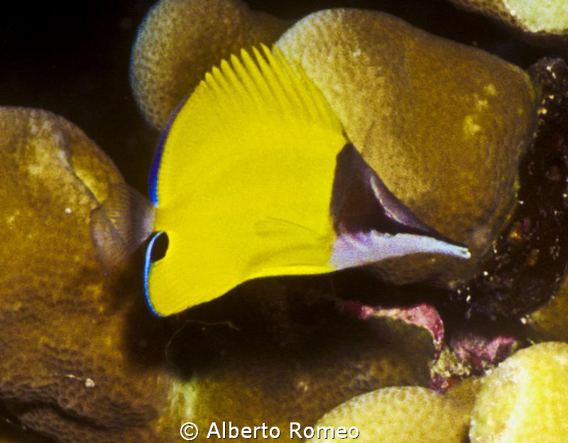 Portrait of a rare  Longnose Batteflyfish ( Forciper long... by Alberto Romeo 