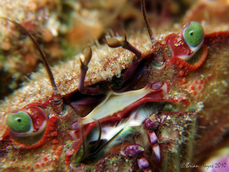 Green eyed monster. (Nectocarcinus sp.) by Brian Mayes 