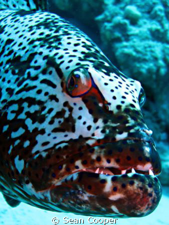 Red Sea Coral Grouper by Sean Cooper 